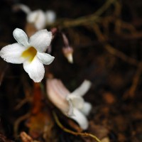 Gastrodia gunatillekeorum